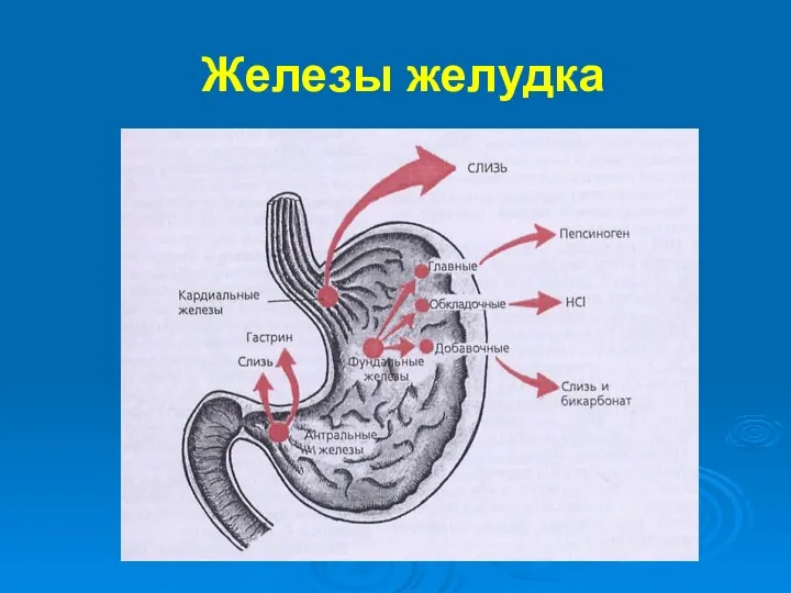 Железы желудка