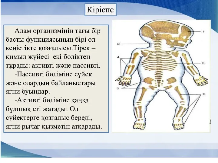 Адам организмінің тағы бір басты функциясының бірі ол кеңістікте қозғалысы.Тірек