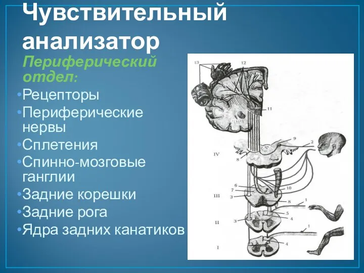 Чувствительный анализатор Периферический отдел: Рецепторы Периферические нервы Сплетения Спинно-мозговые ганглии Задние корешки Задние