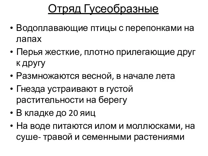 Отряд Гусеобразные Водоплавающие птицы с перепонками на лапах Перья жесткие,