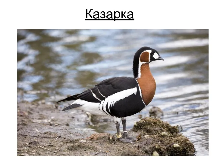 Казарка