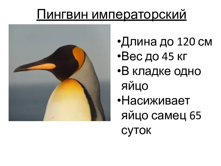 Пингвин императорский Длина до 120 см Вес до 45 кг