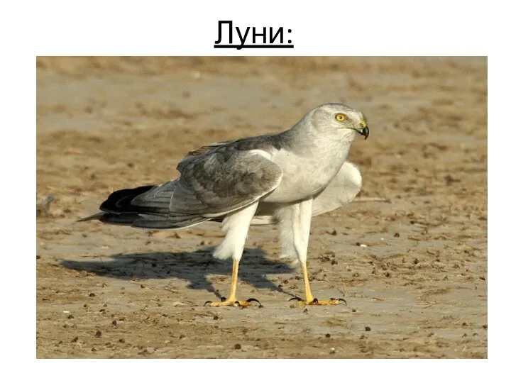 Луни: