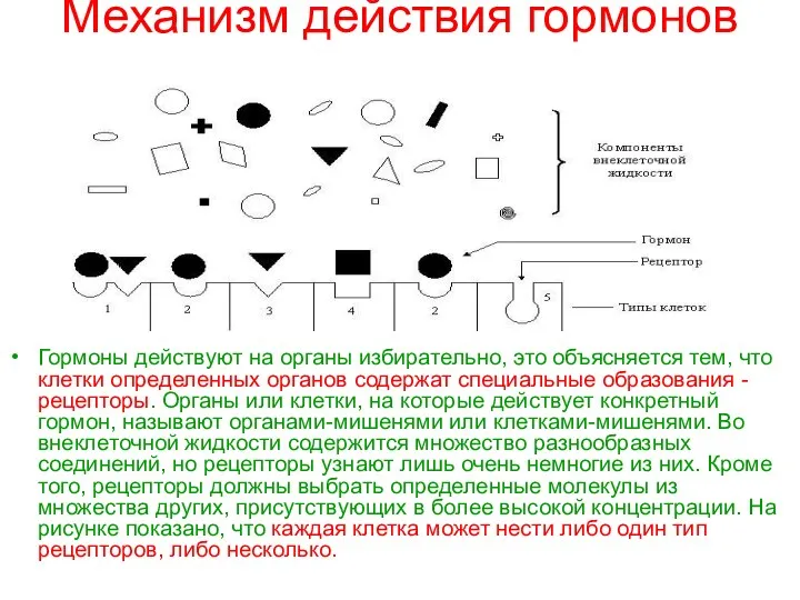 Механизм действия гормонов Гормоны действуют на органы избирательно, это объясняется