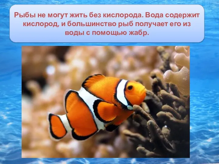 Рыбы не могут жить без кислорода. Вода содержит кислород, и