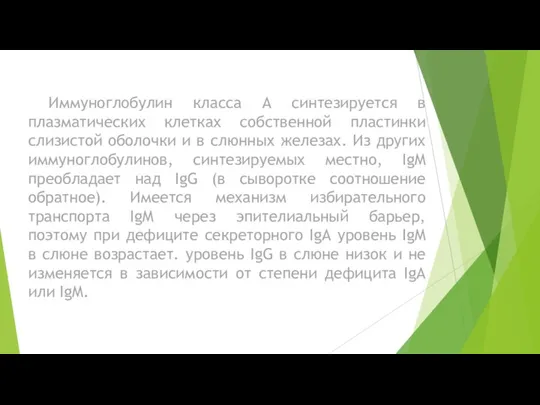 Иммуноглобулин класса А синтезируется в плазматических клетках собственной пластинки слизистой