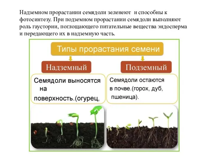 Надземном прорастании семядоли зеленеют и способны к фотосинтезу. При подземном