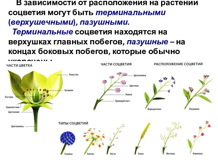 В зависимости от расположения на растении соцветия могут быть терминальными