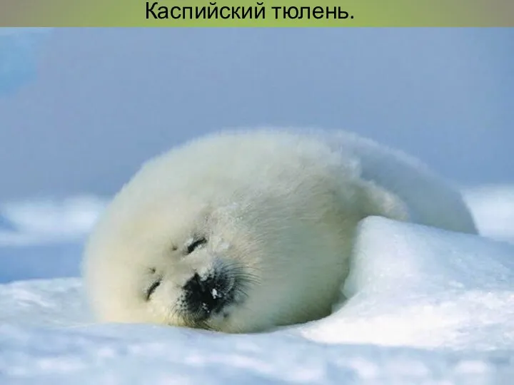 Каспийский тюлень.