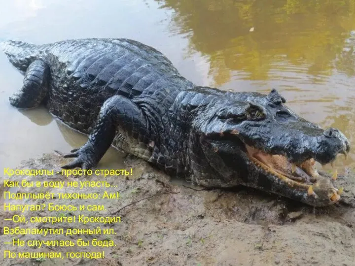 Крокодилы - просто страсть! Как бы в воду не упасть...
