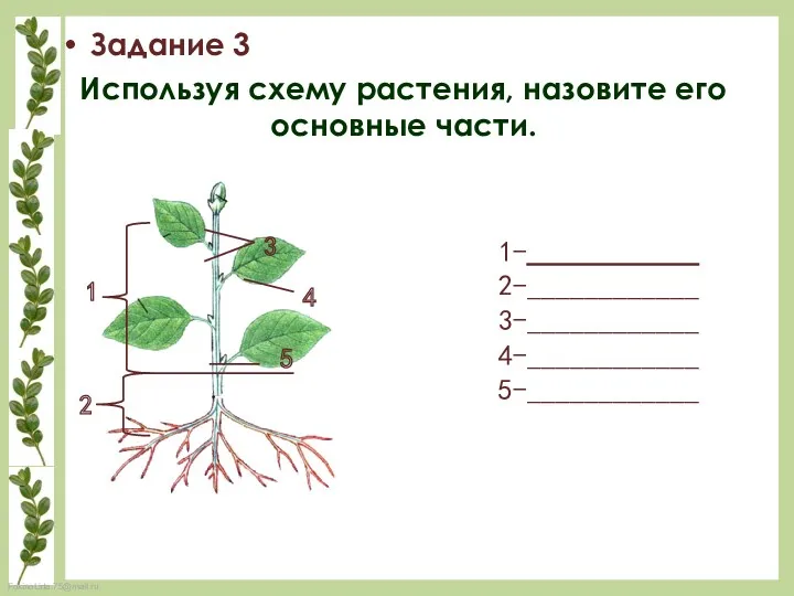 1 Задание 3 Используя схему растения, назовите его основные части.