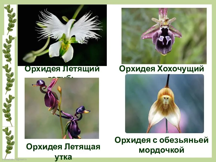 Орхидея Летящий голубь Орхидея Хохочущий шмель Орхидея Летящая утка Орхидея с обезьяньей мордочкой