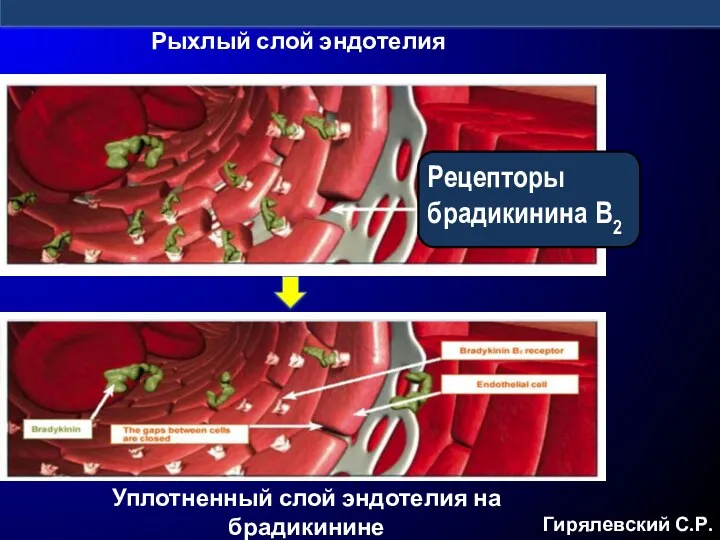 Рецепторы брадикинина В2 Гирялевский С.Р. Уплотненный слой эндотелия на брадикинине Рыхлый слой эндотелия