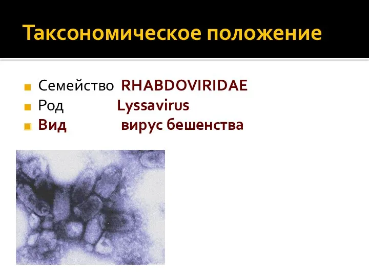 Таксономическое положение Семейство RHABDOVIRIDAE Род Lyssavirus Вид вирус бешенства