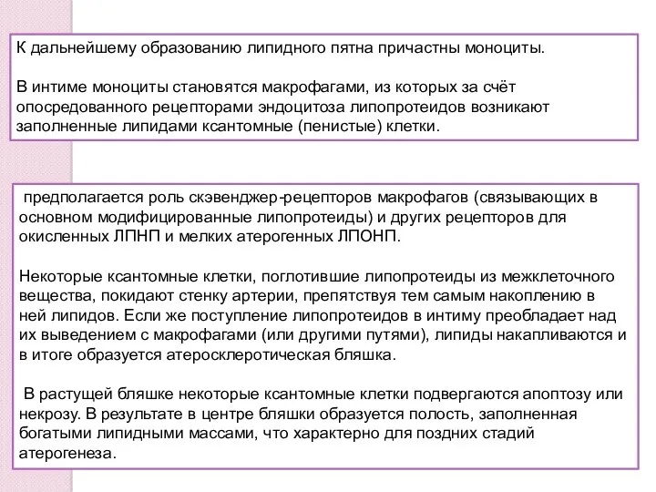 К дальнейшему образованию липидного пятна причастны моноциты. В интиме моноциты