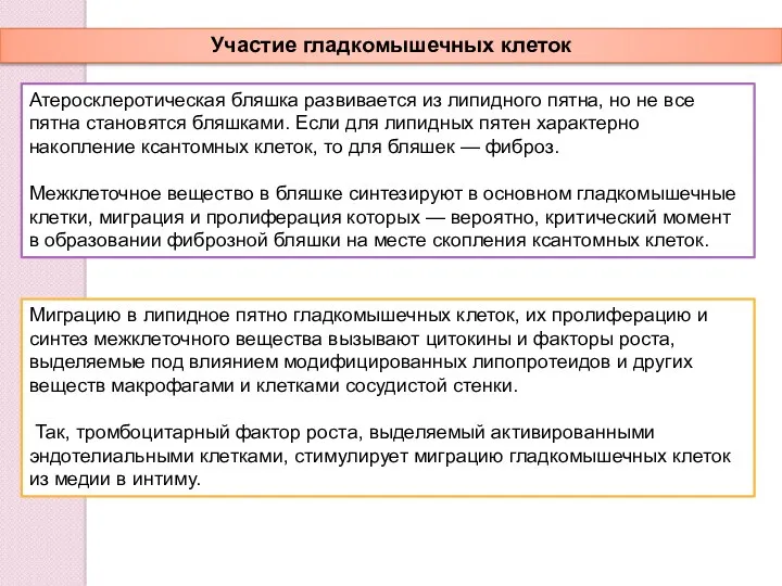 Участие гладкомышечных клеток Атеросклеротическая бляшка развивается из липидного пятна, но