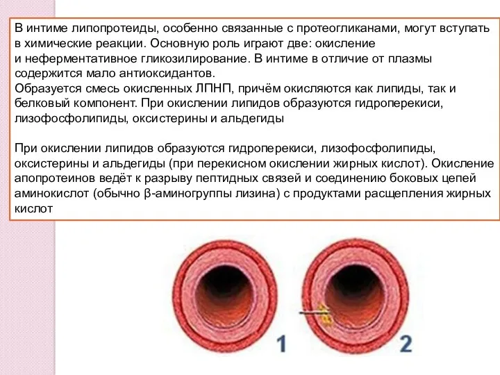 В интиме липопротеиды, особенно связанные с протеогликанами, могут вступать в