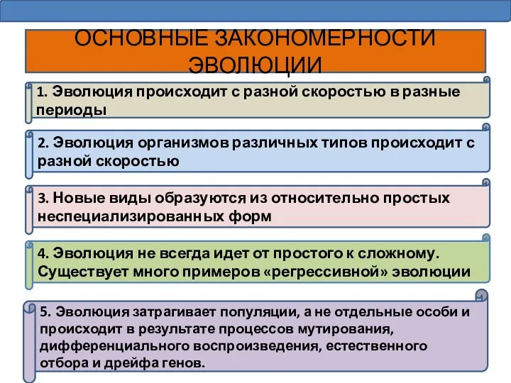 ОСНОВНЫЕ ЗАКОНОМЕРНОСТИ ЭВОЛЮЦИИ 1. Эволюция происходит с разной скоростью в