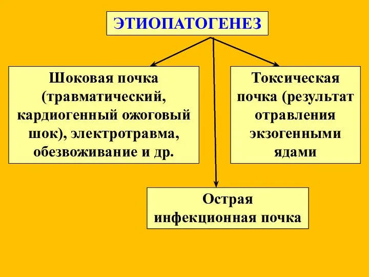 ЭТИОПАТОГЕНЕЗ Шоковая почка (травматический, кардиогенный ожоговый шок), электротравма, обезвоживание и