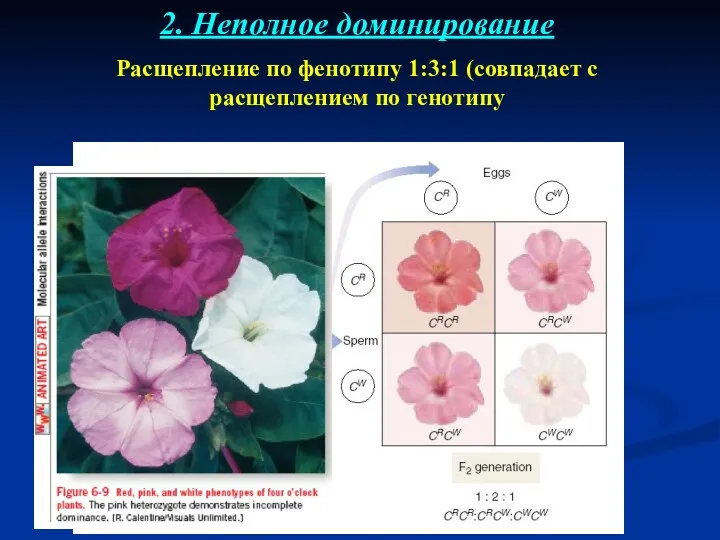 2. Неполное доминирование Расщепление по фенотипу 1:3:1 (совпадает с расщеплением по генотипу