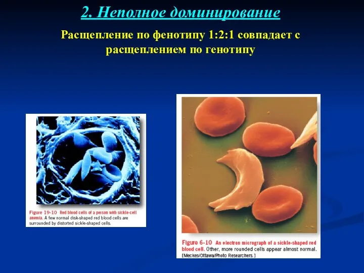 2. Неполное доминирование Расщепление по фенотипу 1:2:1 совпадает с расщеплением по генотипу