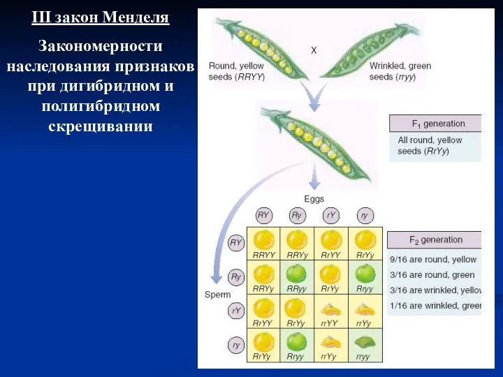 III закон Менделя Закономерности наследования признаков при дигибридном и полигибридном скрещивании