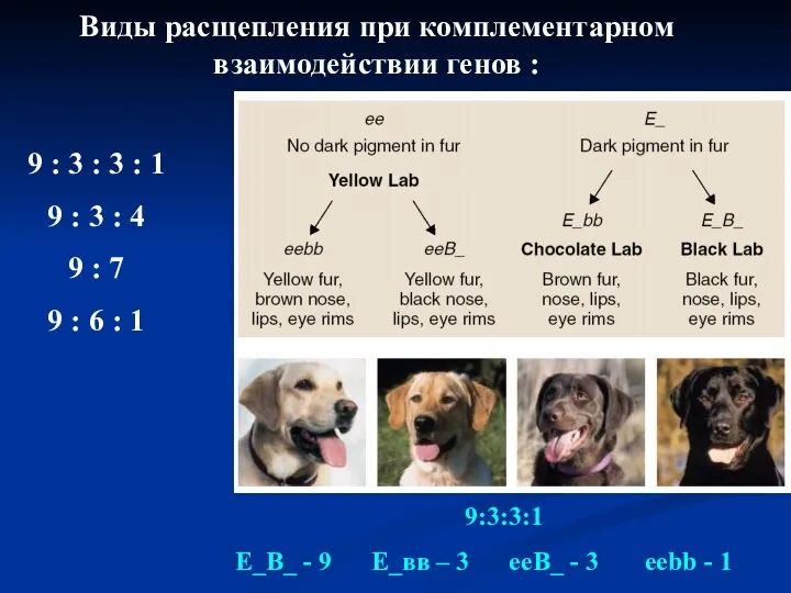 Виды расщепления при комплементарном взаимодействии генов : 9:3:3:1 E_В_ -