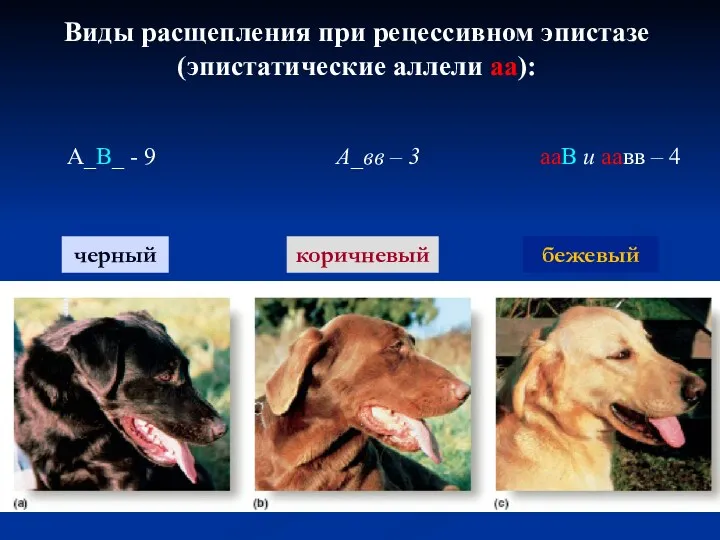 Виды расщепления при рецессивном эпистазе (эпистатические аллели аа): А_В_ -