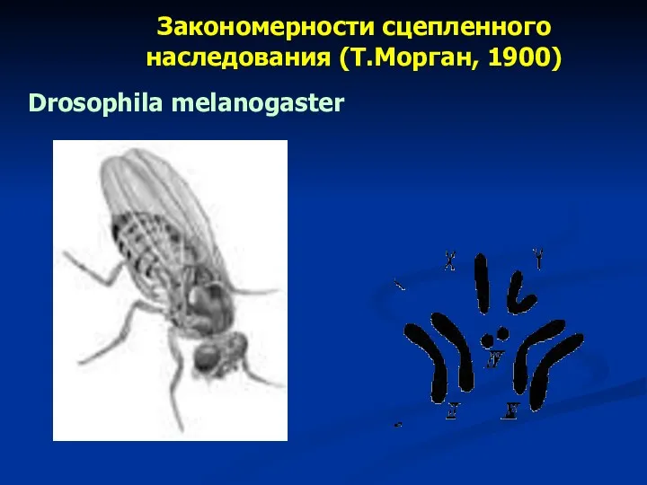 Drosophila melanogaster Закономерности сцепленного наследования (Т.Морган, 1900)