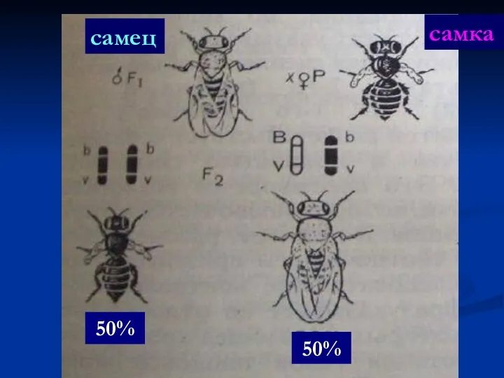 50% 50% самец самка