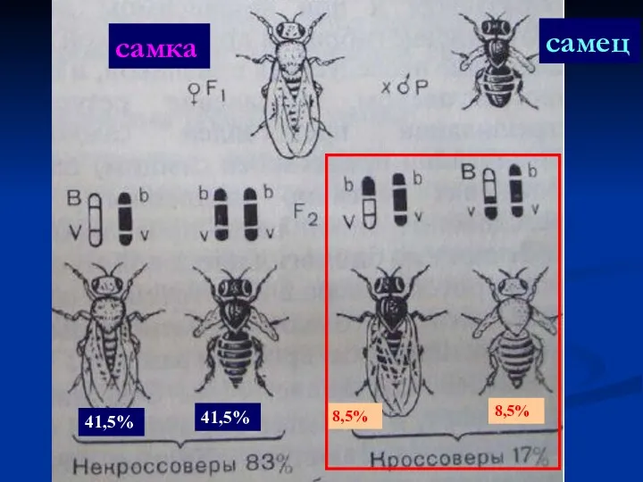 41,5% 8,5% 8,5% самец самка 41,5%