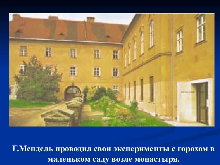 Г.Мендель проводил свои эксперименты с горохом в маленьком саду возле монастыря.