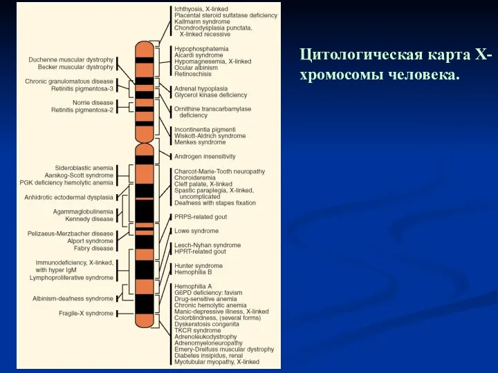 Цитологическая карта Х-хромосомы человека.