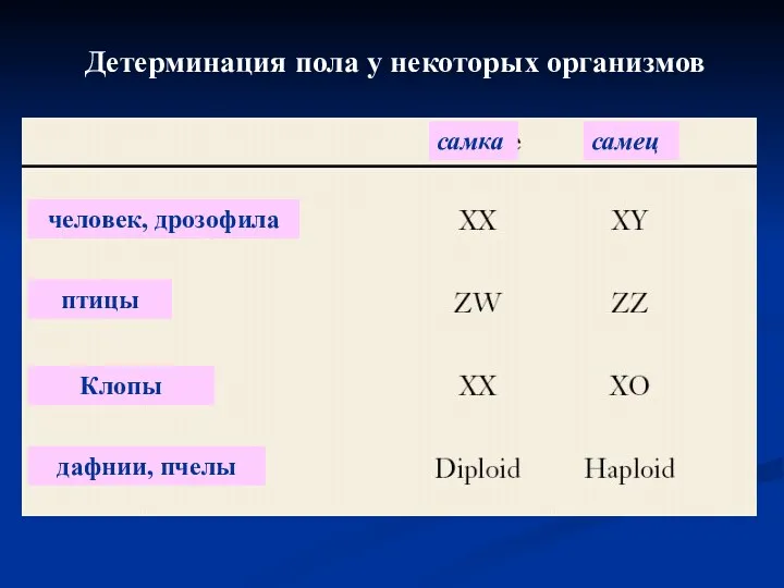 Детерминация пола у некоторых организмов человек, дрозофила птицы дафнии, пчелы Клопы самка самец