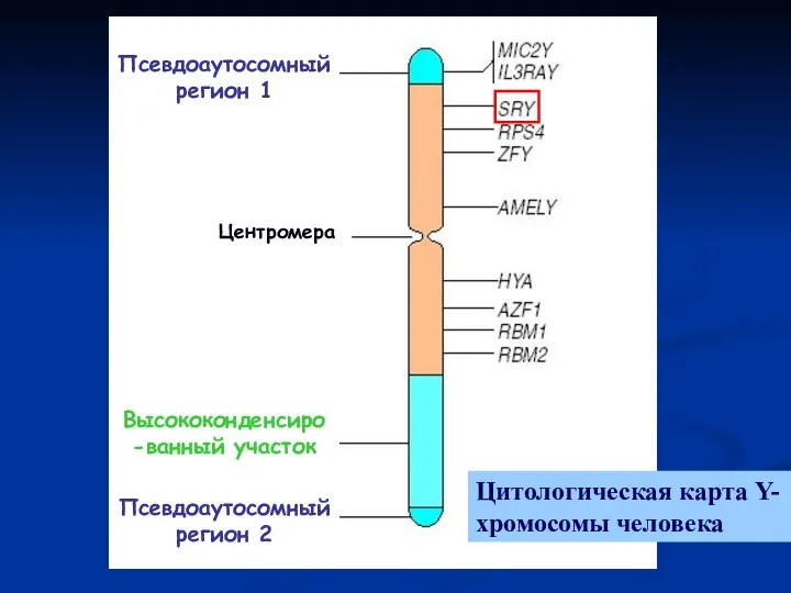 Псевдоаутосомный регион 2 Псевдоаутосомный регион 1 Центромера Высококонденсиро-ванный участок Цитологическая карта Y-хромосомы человека