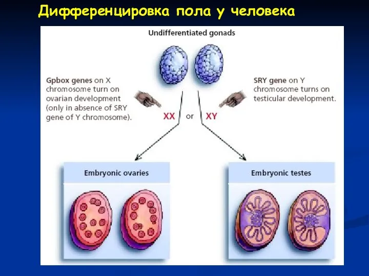 Дифференцировка пола у человека