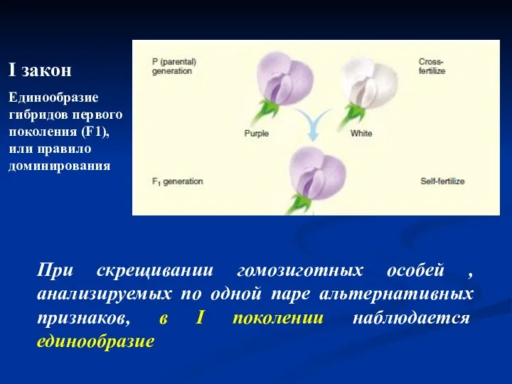 I закон Единообразие гибридов первого поколения (F1), или правило доминирования