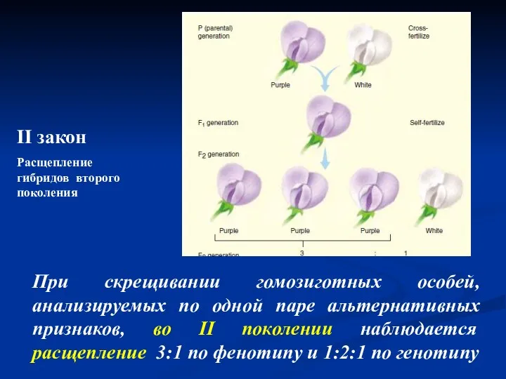 AA aa II закон Расщепление гибридов второго поколения При скрещивании