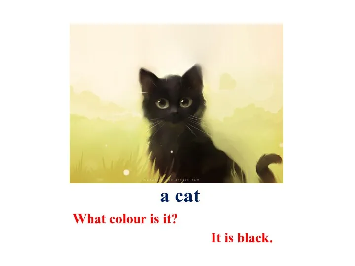 a cat What colour is it? It is black.