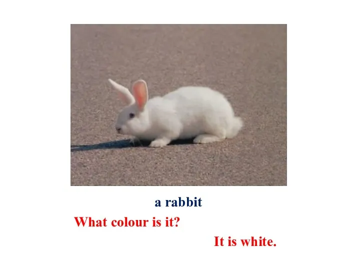 a rabbit What colour is it? It is white.