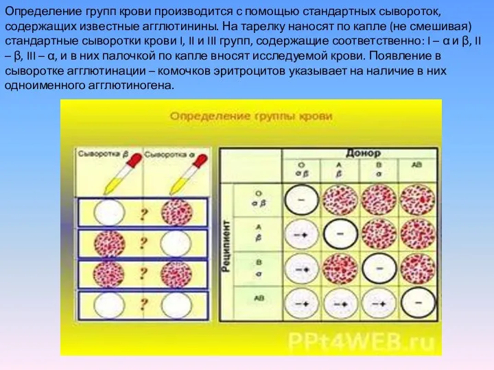 Определение групп крови производится с помощью стандартных сывороток, содержащих известные