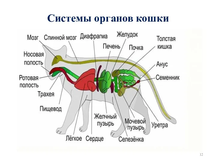 Системы органов кошки
