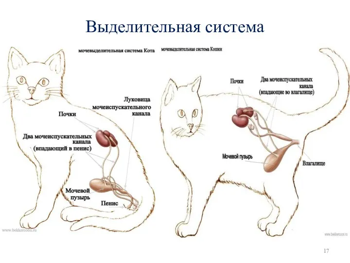 Выделительная система