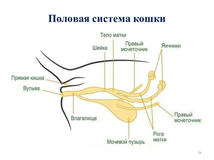 Половая система кошки