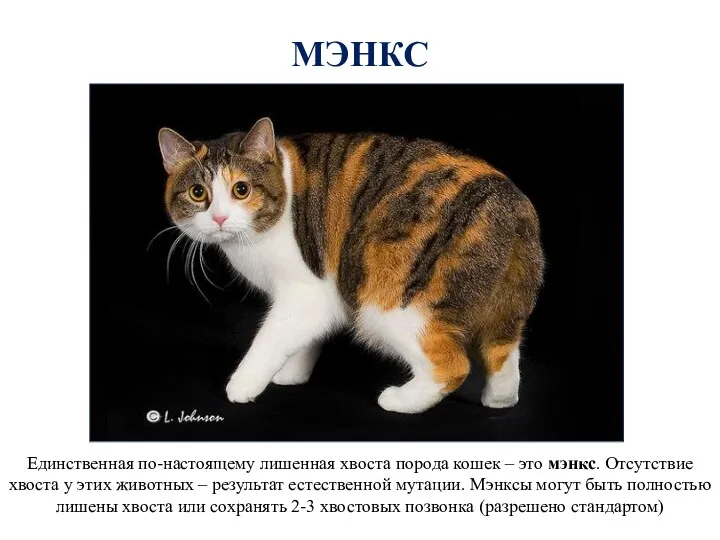 МЭНКС Единственная по-настоящему лишенная хвоста порода кошек – это мэнкс. Отсутствие хвоста у