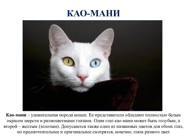 КАО-МАНИ Као-мани – удивительная порода кошек. Ее представители обладают полностью белым окрасом шерсти