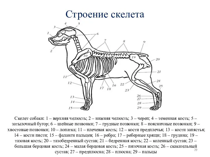 Строение скелета Скелет собаки: 1 – верхняя челюсть; 2 –