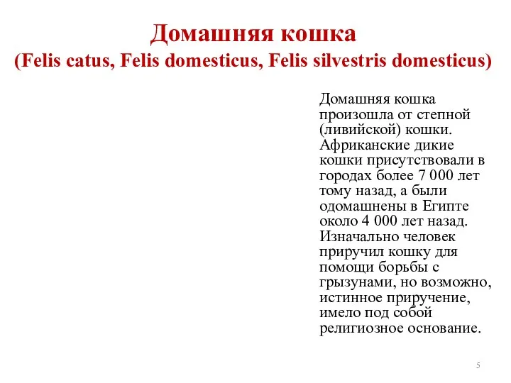 Домашняя кошка (Felis catus, Felis domesticus, Felis silvestris domesticus) Домашняя кошка произошла от