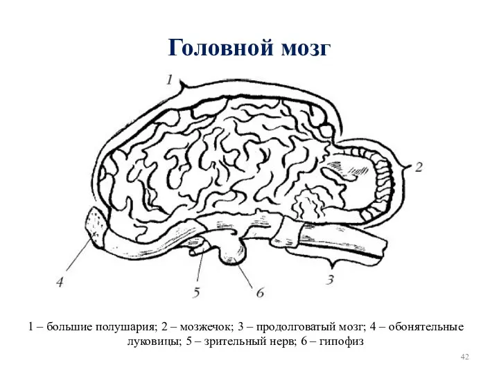 Головной мозг 1 – большие полушария; 2 – мозжечок; 3 – продолговатый мозг;
