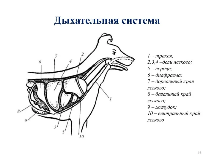 Дыхательная система 1 – трахея; 2,3,4 –доли легкого; 5 – сердце; 6 –